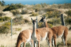 Puetro Madryn