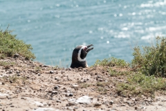 Puetro Madryn