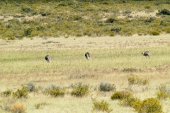 Puetro Madryn