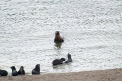 Puetro Madryn