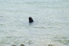 Puetro Madryn