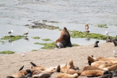 Puetro Madryn