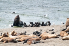 Puetro Madryn