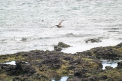 Puetro Madryn
