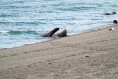 Puetro Madryn