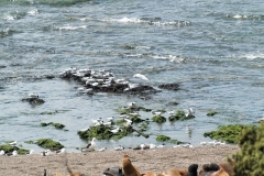 Puetro Madryn