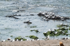 Puetro Madryn