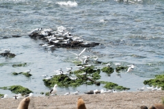 Puetro Madryn