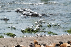 Puetro Madryn