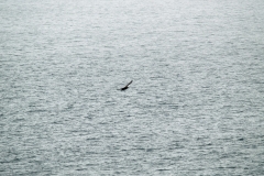 2015 Schollart Channel Antartica