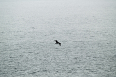 2015 Schollart Channel Antartica