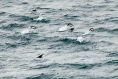 2015 Schollart Channel Antartica