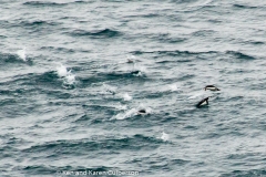 2015 Schollart Channel Antartica