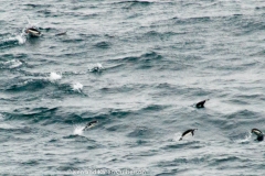 2015 Schollart Channel Antartica