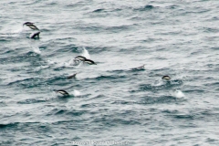 2015 Schollart Channel Antartica