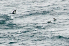 2015 Schollart Channel Antartica