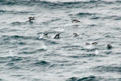 2015 Schollart Channel Antartica