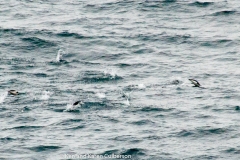 2015 Schollart Channel Antartica