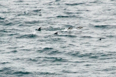 2015 Schollart Channel Antartica