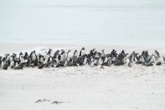 2015 Stanley Falkland Islands