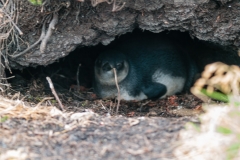 2015 Stanley Falkland Islands
