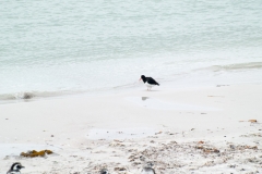 2015 Stanley Falkland Islands