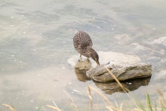 2015 Stanley Falkland Islands