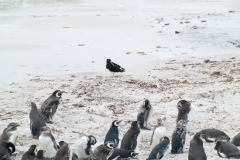 2015 Stanley Falkland Islands