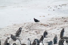 2015 Stanley Falkland Islands