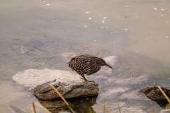 2015 Stanley Falkland Islands