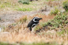 2015 Stanley Falkland Islands
