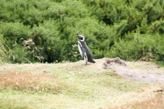 2015 Stanley Falkland Islands