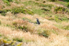 2015 Stanley Falkland Islands