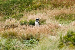 2015 Stanley Falkland Islands
