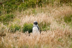 2015 Stanley Falkland Islands