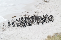 2015 Stanley Falkland Islands