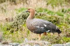 2015 Stanley Falkland Islands