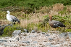 2015 Stanley Falkland Islands