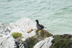 2015 Stanley Falkland Islands