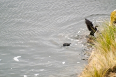 2015 Stanley Falkland Islands