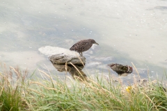 2015 Stanley Falkland Islands