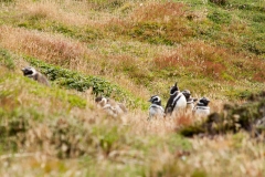 2015 Stanley Falkland Islands