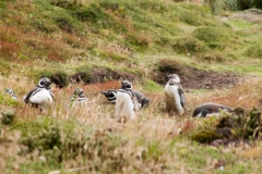 2015 Stanley Falkland Islands
