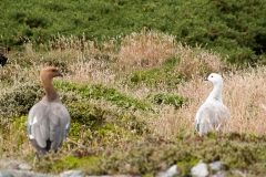2015 Stanley Falkland Islands