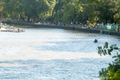 Tigre Detla
