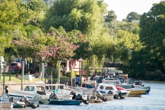 Tigre Detla