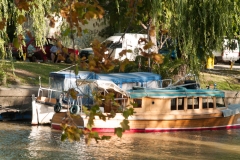 Tigre Detla