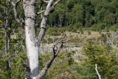 Road to Harberton Estancia