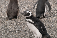 Walk with Penguins