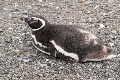 Walk with Penguins